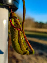 Close-up of lizard on plant at field