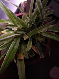 Close-up of potted plant