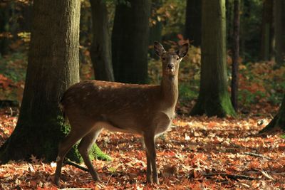 Deer standing in a forest