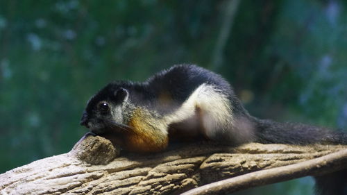 Close-up of meerkat