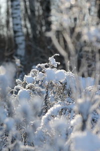 Close-up of frozen plant on land