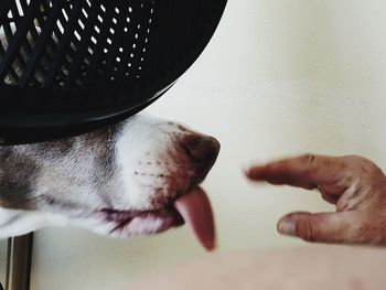 Close-up of hand with dog on table