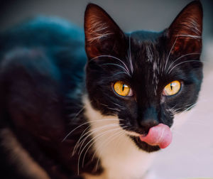 Close-up portrait of black cat