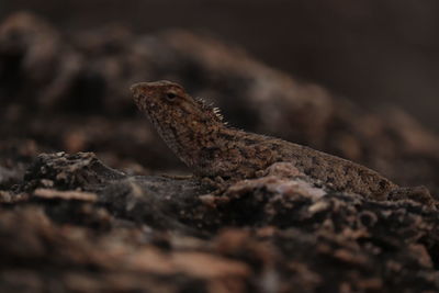 Close-up of lizard on rock