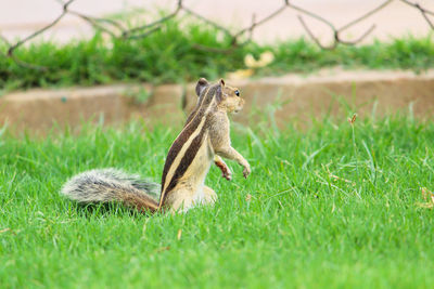 Side view of squirrel on land