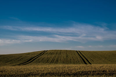 Tramlines in cornfields near skanderborg