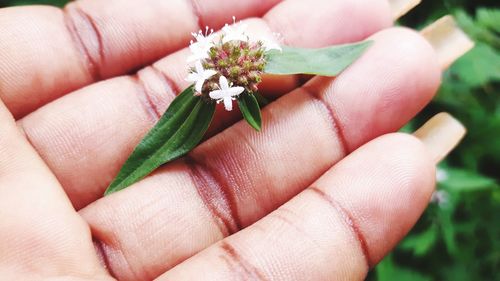 Close-up of hand holding flowering plant