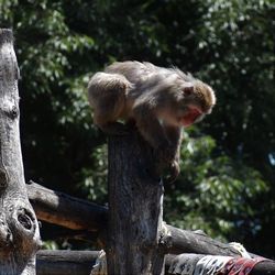Monkey sitting on tree trunk