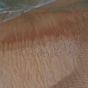 High angle view of birds flying over land