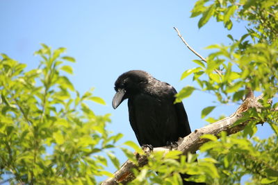 Low angle view of birds perching on branch