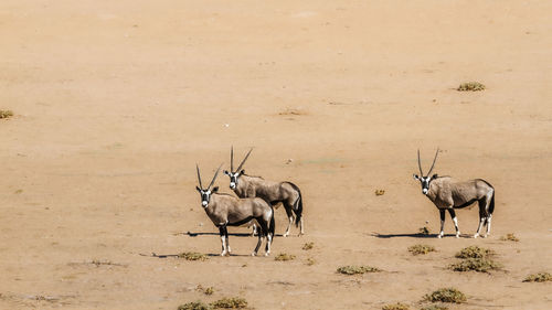 Deer standing on field