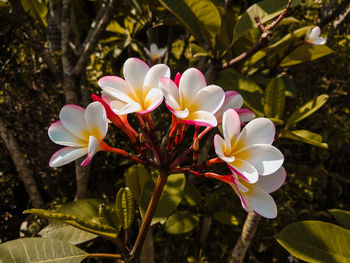 Close-up of white flowers