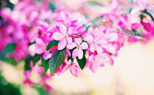 Close-up of pink flowers