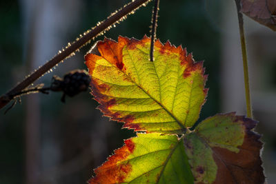 Close-up of maple leaves on plant