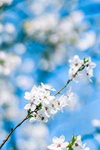 Close-up of cherry blossom