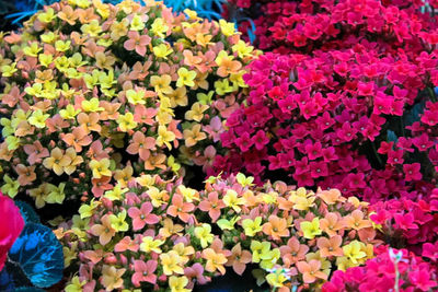 Close-up of flowers