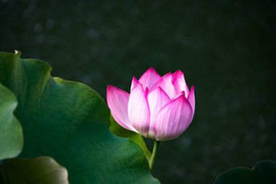 Close-up of pink water lily