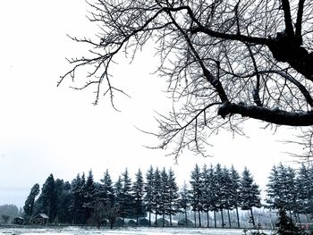 Bare trees on snow covered landscape