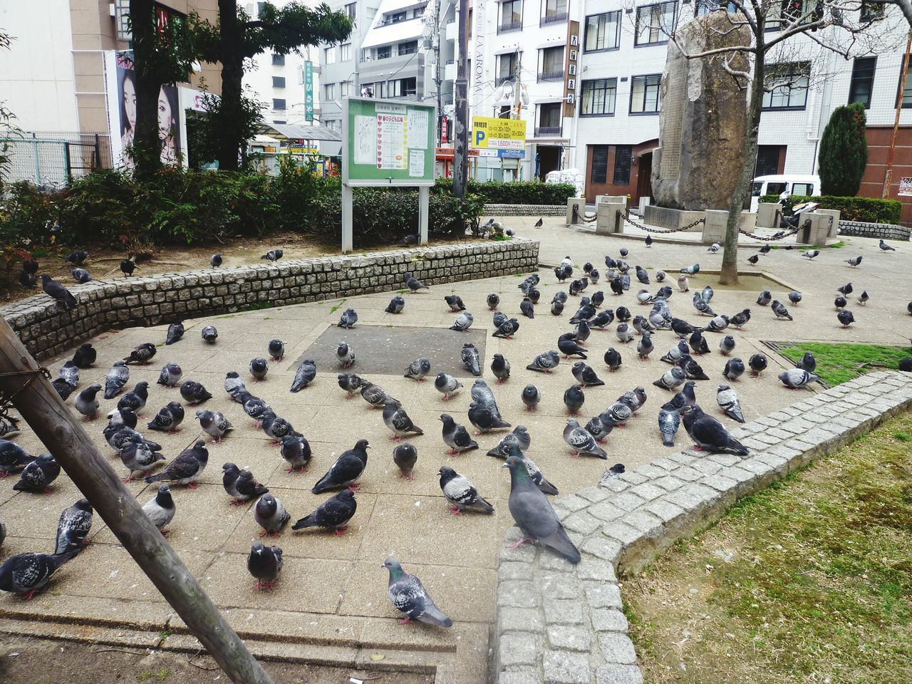 building exterior, architecture, built structure, animal themes, bird, animals in the wild, wildlife, pigeon, city, day, outdoors, street, building, residential building, sunlight, high angle view, tree, incidental people, flock of birds