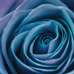 Close-up of blue rose