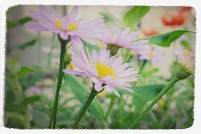 Close-up of pink flowers