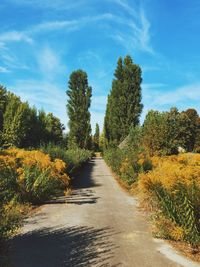 Narrow pathway along trees