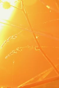 Low angle view of spider web on plant