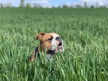 Dog on field