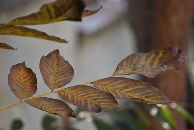 Close-up of dried leaves