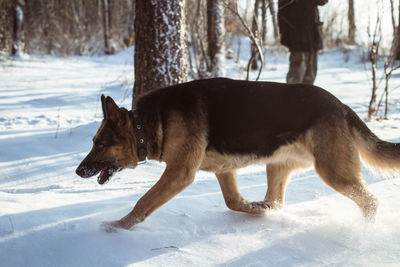 Dog on snow field against sky