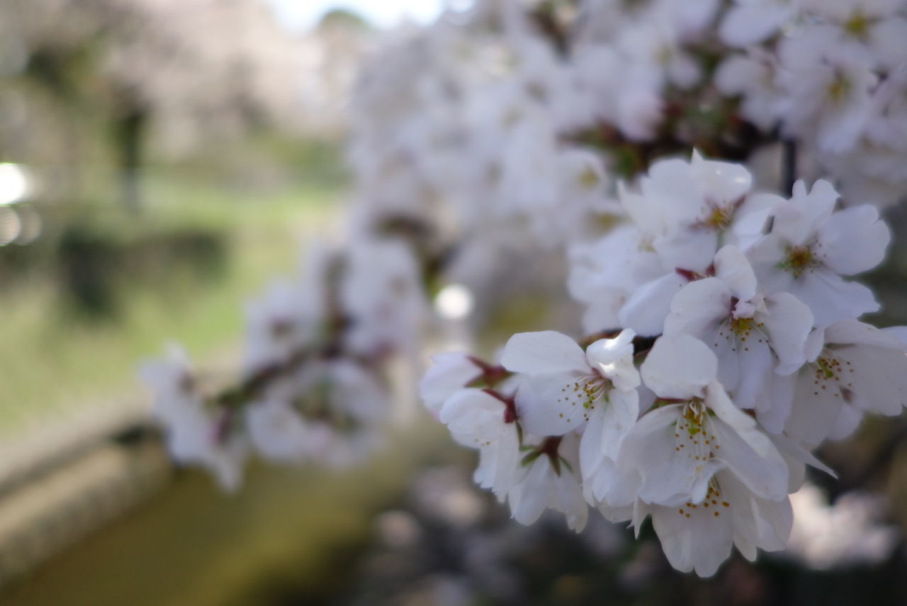 善福寺公園