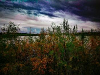 Plants and trees against sky during sunset