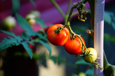 Close-up of tomatoes on plant