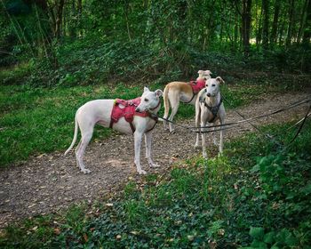 Dogs standing on field