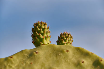 Cactus flowers , prickly pear flowers , fico d'india