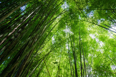 Low angle view of bamboo trees in forest