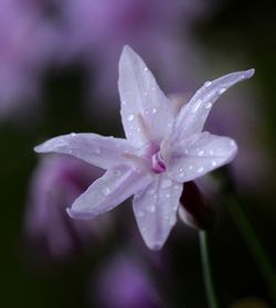 Close-up of wet purple flower