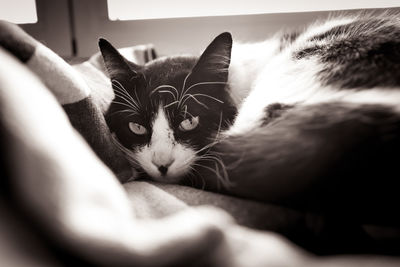 Close-up of cat resting