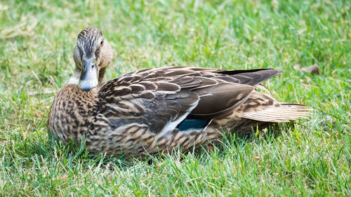 View of mallard duck on field
