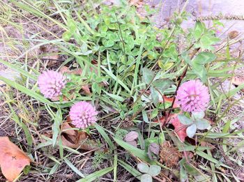 Close-up of pink flowers blooming outdoors