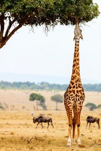 Giraffes on field