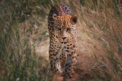 Namibia animal in the wild leopard close-up of a leopard on land