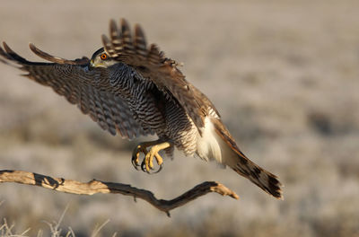 Close-up of eagle flying