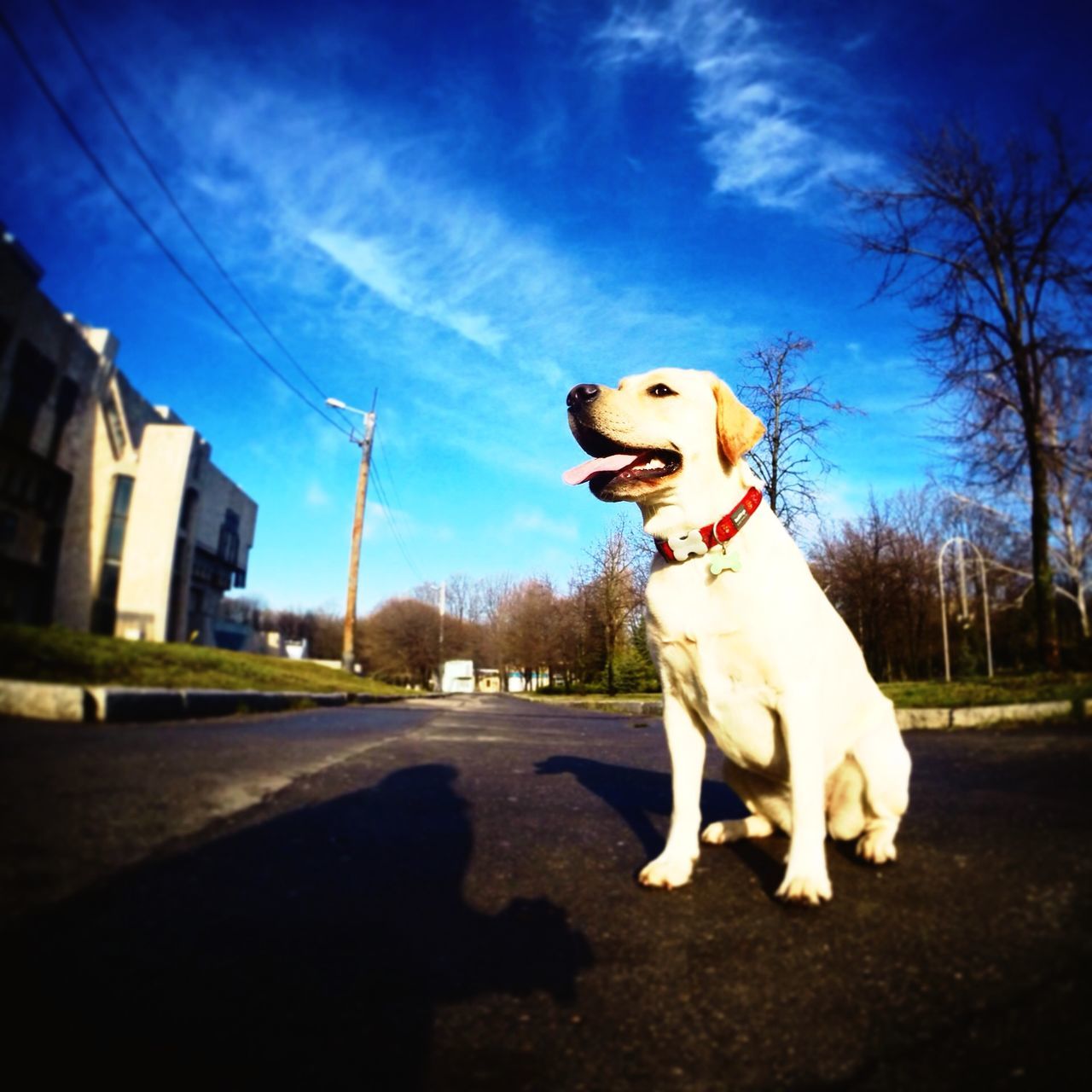 portrait, looking at camera, sky, dog, pets, full length, front view, tree, person, domestic animals, standing, street, lifestyles, young adult, outdoors, one animal, sunlight, road