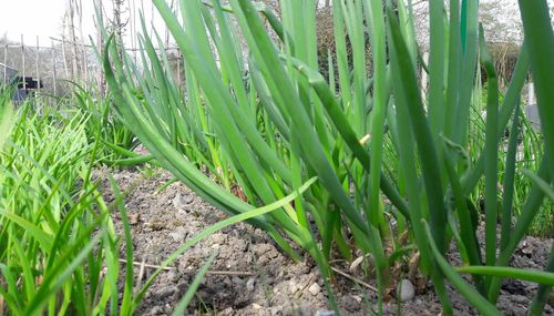 Close-up of grass