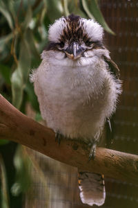 Close-up of owl perching on tree