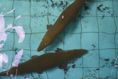 Fish swimming in sea