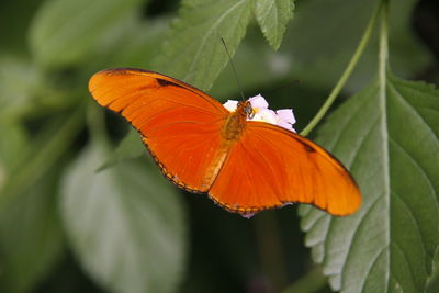 Close-up of butterfly on orange leaf