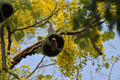 Low angle view of squirrel on tree branch