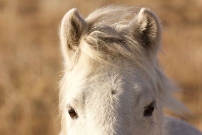 Close-up of horse outdoors